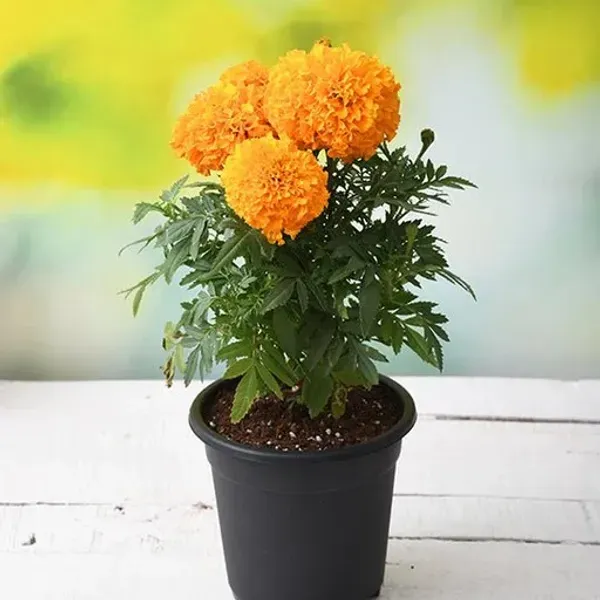 African_Marigold_Flower_Plant_Orange
