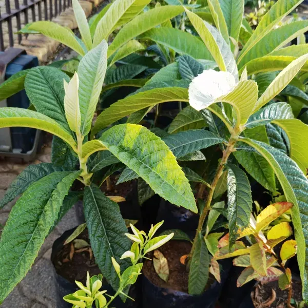 Loquat_Fracuit_Grafted_Hybrid_Fruit_Plant