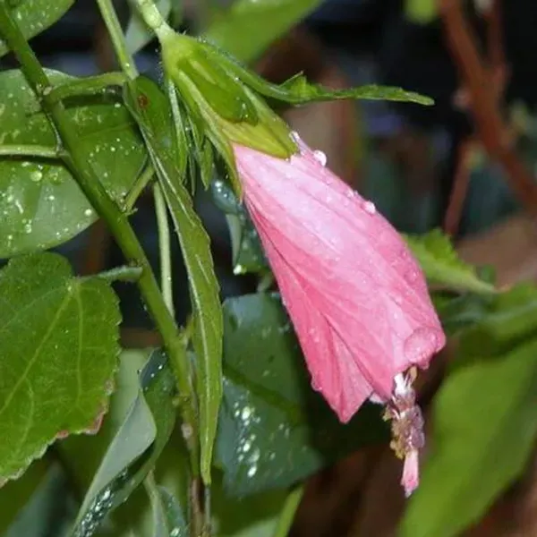 Sleeping_Hibiscus_Malvaviscus_Flower_Plant_Baby_Pink