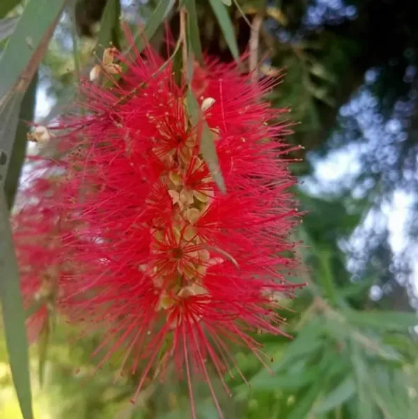 Dwarf_Variety_Bottle_Brush_Flower_Plant_Red