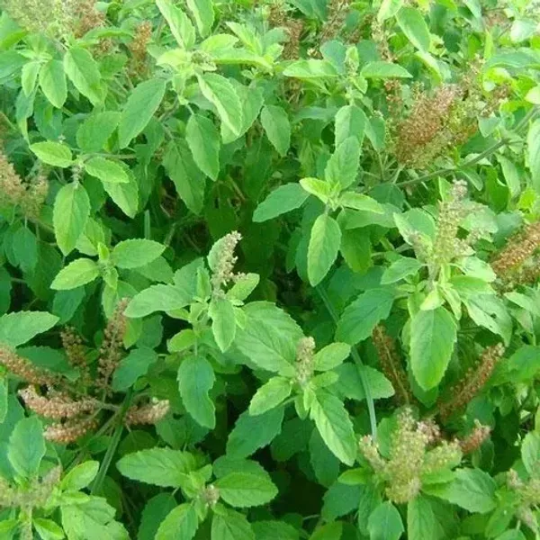 Raam_Tulshi_Plant_For_Home_Garden