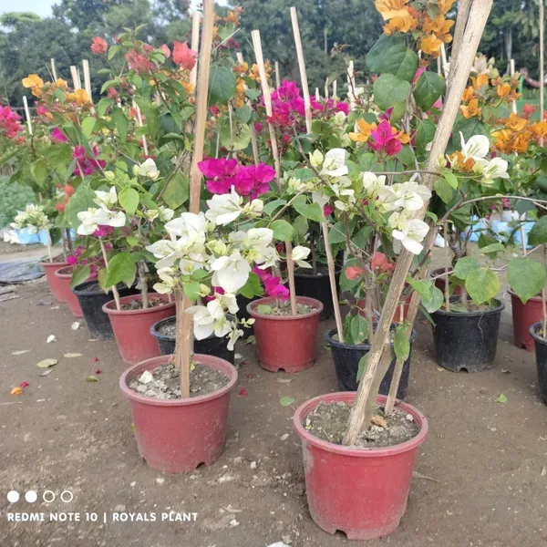 Multigrafted_Bougainvillea_Flower_Plant_6_Colour