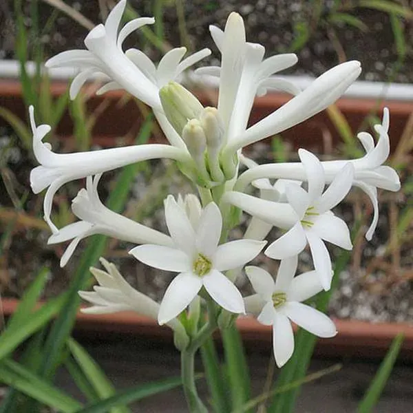 Tube_Rose_Live_Flower_Plant_White