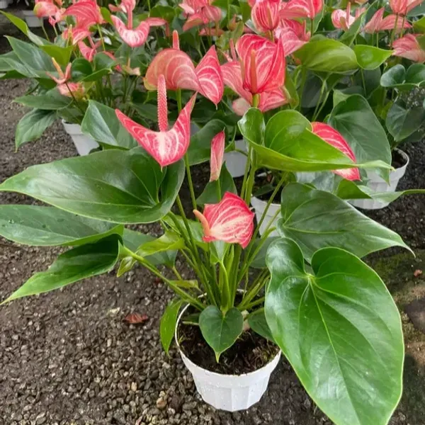 Anthurium_Andreanum_Pink_White_Gift_Plants