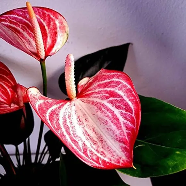 Anthurium_Andreanum_Pink_White_Gift_Plants