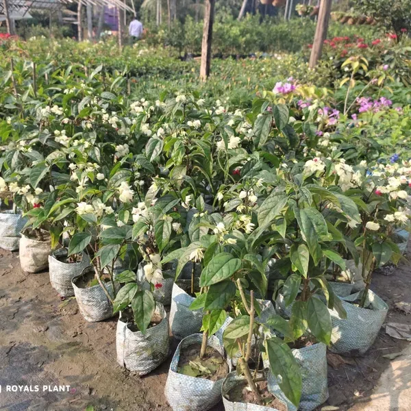 Bleeding_Heart_Vine_Flower_Plant_White_Red