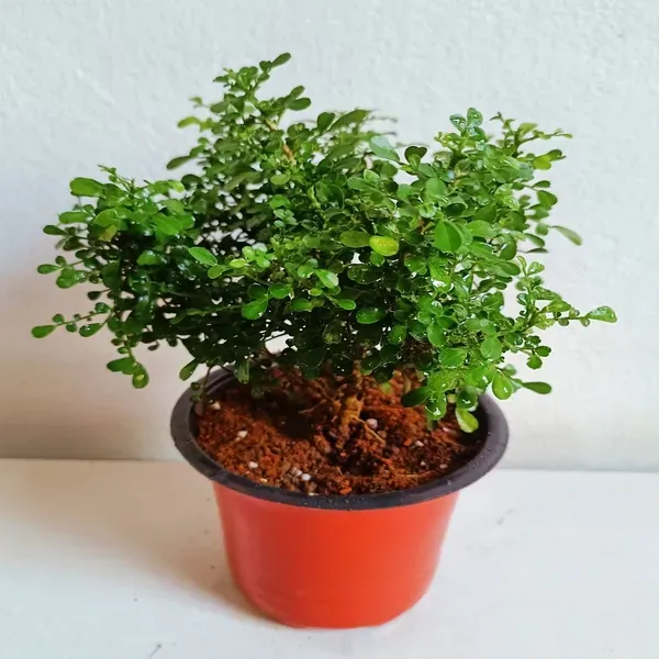 Table_Top_Kamini_Live_Plant_For_Home_Garden