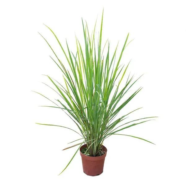 Lemon_Grass_Plant_For_Home_Garden