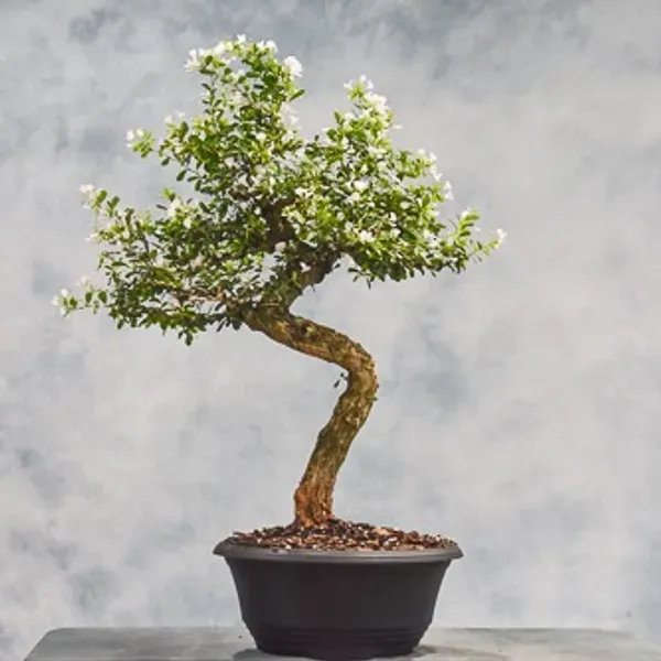 White_Blue_Bell_Bonsai_Plant_For_Home_Garden