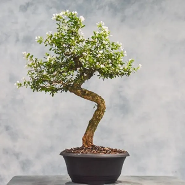 White_Blue_Bell_Bonsai_Plant_For_Home_Garden