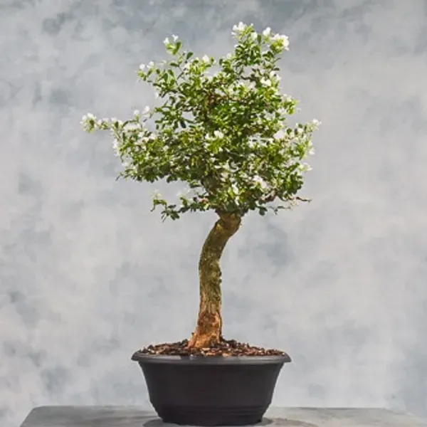 White_Blue_Bell_Bonsai_Plant_For_Home_Garden