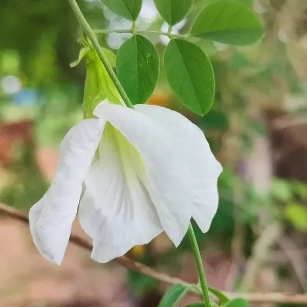 Aparajita_Double_Petal_Flower_Plant_White