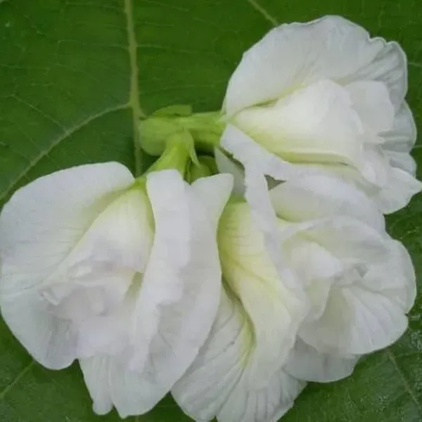 Aparajita_Double_Petal_Flower_Plant_White