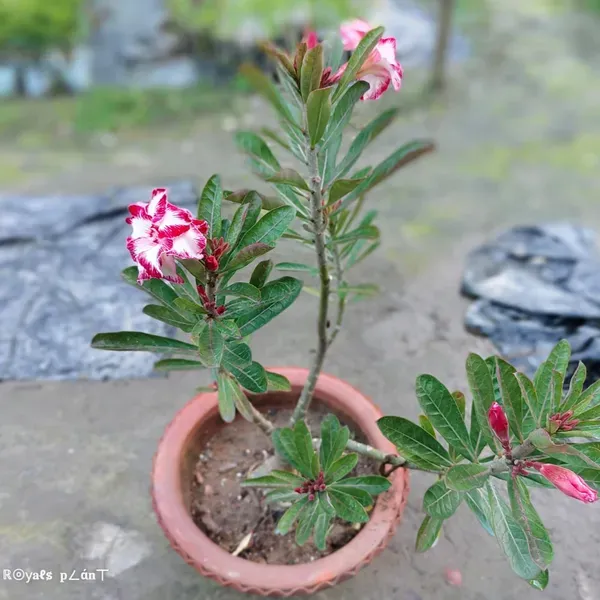 Rosey_Variety_Adenium_Grafted_Flowers_Plant