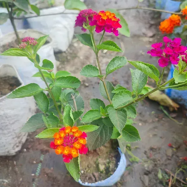 Lantana_Colour_Changing_Flower_Plant