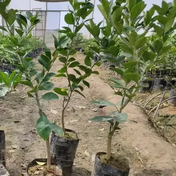 Bari_2_Malta_Grafted_Hybrid_Lemon_Fruit_Plant