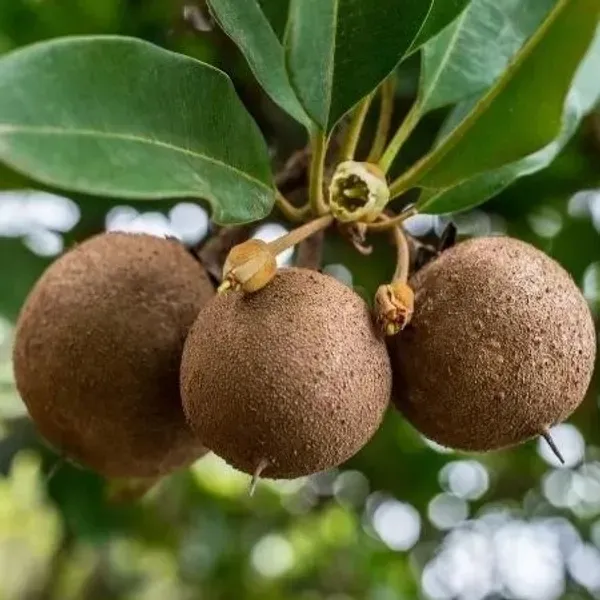 California_Chikoo_Fruit_Plant_For_Home_Garden