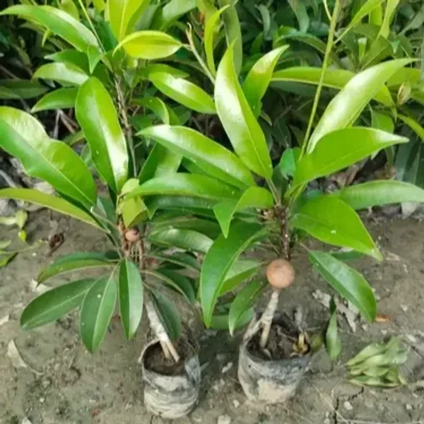 California_Chikoo_Fruit_Plant_For_Home_Garden