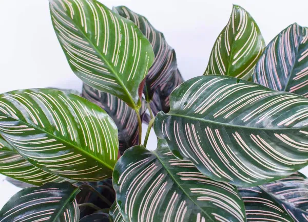 Calathea_Plant_For_Home_Garden