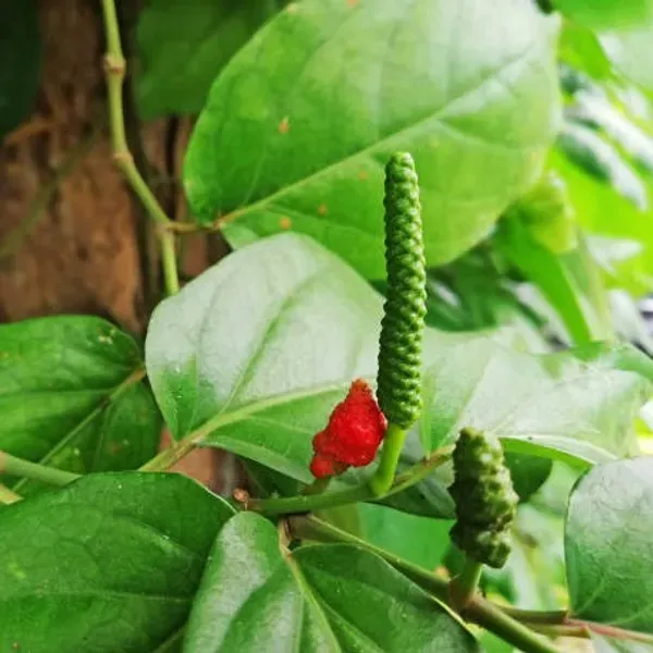 Long_Piper_Piple_Plants_For_Home_Garden
