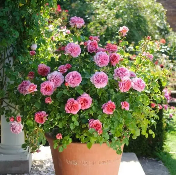 Rose_Flower_Plant_Combo_Pack_Of_4