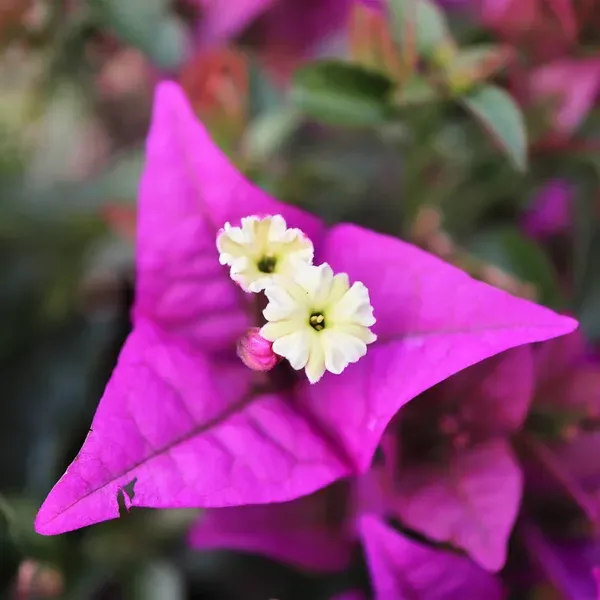 Purple_Heart_Bougainvillea_Flower_Plant