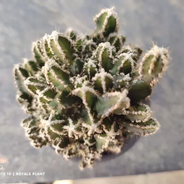 Acanthocereus_Tetragonus_Fairy_Castle_Cactus
