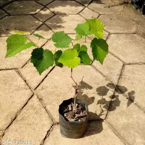Seedless_Black_Grapes_Fruit_Plant