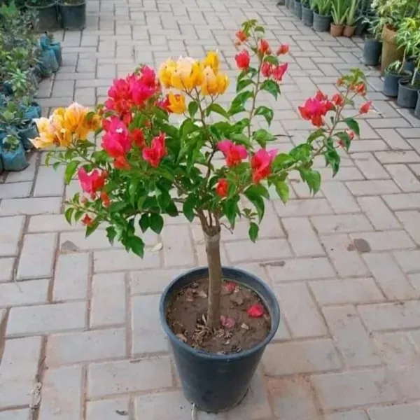 Multigrafted_Bougainvillea_Flower_Plant_5_Colour