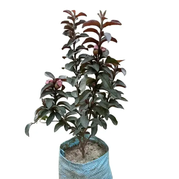 Thai_Variety_Red_Guava_Grafted_Fruit_Plant