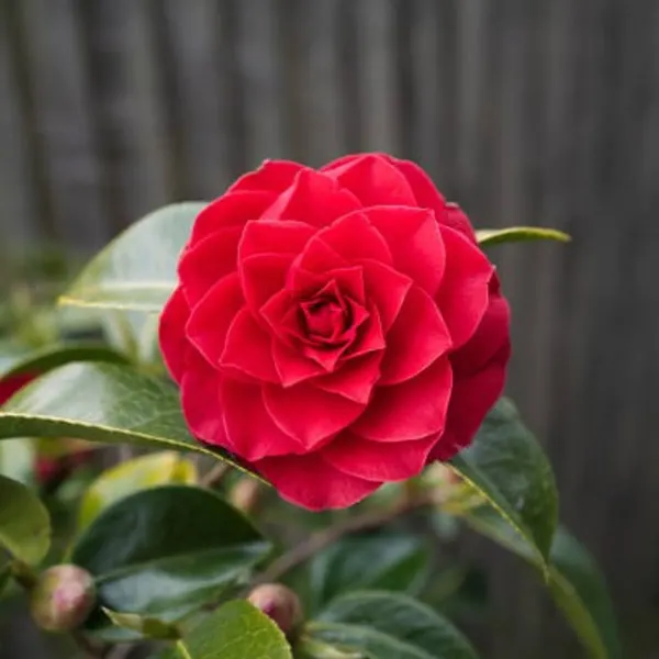 Camellia_Flower_Plant_Red_For_Home_Garden