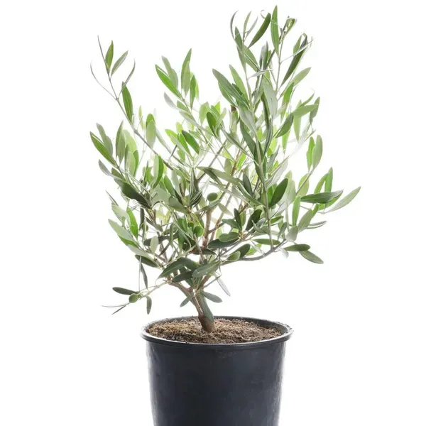All_Time_Thai_Variety_Olive_Grafted_Fruit_Plant