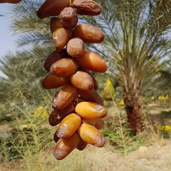 Deglet_Variety_Date_Plum_Live_Plant