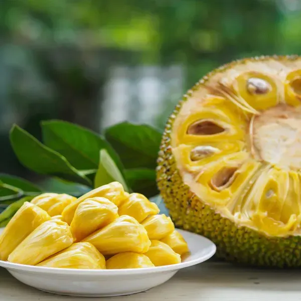 Vietnam_Super_Early_Jackfruit_Grafted_Hybrid_Fruit_Plant
