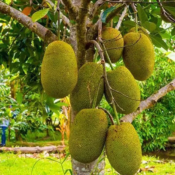 Vietnam_Super_Early_Jackfruit_Grafted_Hybrid_Fruit_Plant