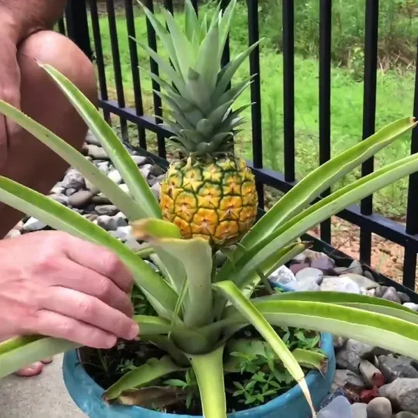 Thai_Variety_Yellow_Pineapple_Fruit_Plant