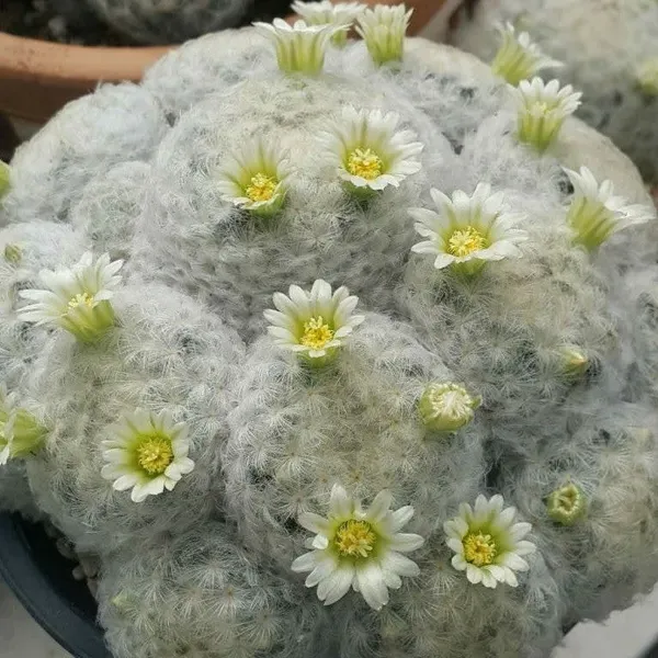 Mammillaria_Plumosa_Cactus_For_Home_Garden