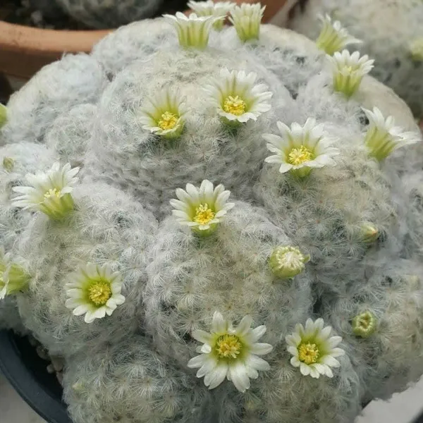 Mammillaria_Plumosa_Cactus_For_Home_Garden