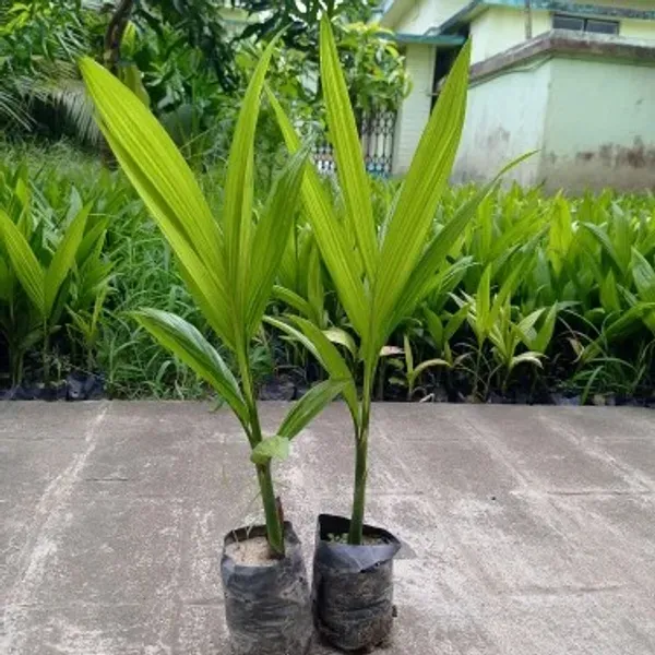 Dwarf_Variety_Betel_Nut_Supari_Fruit_Plant