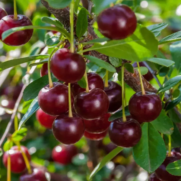 Malyan_Cherry_Grafted_Hybrid_Fruit_Plant