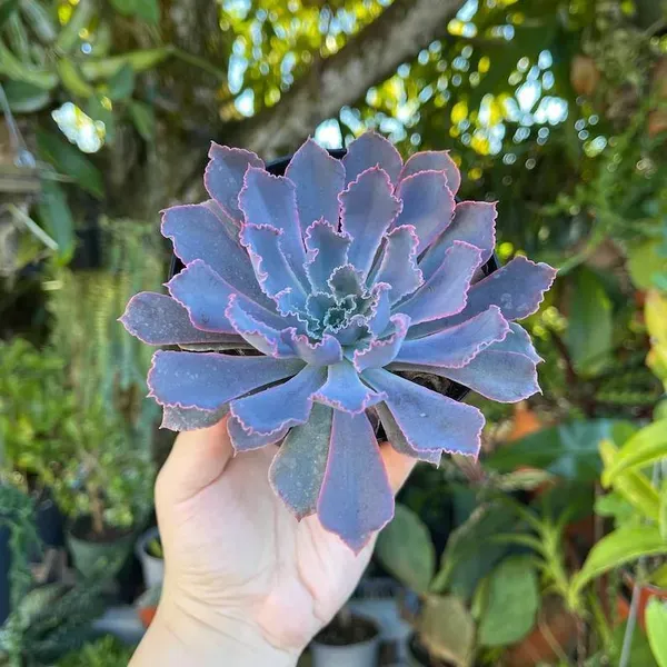 Echeveria_Neon_Breaker_Rare_Succulent_Live_Plant