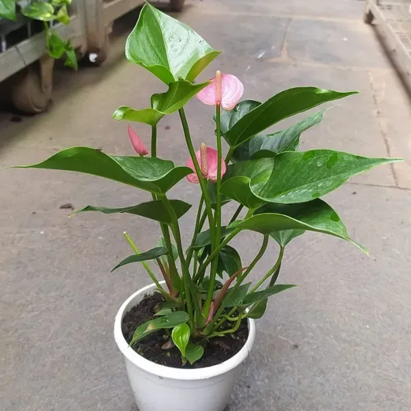 Anthurium_Andreanum_Pink_Gift_Plants