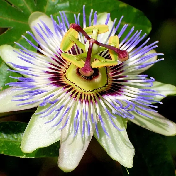 Passion_Flower_Plants_White_For_Home_Garden