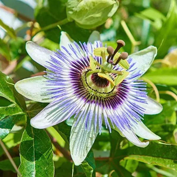 Passion_Flower_Plants_White_For_Home_Garden