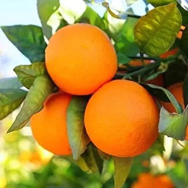 Sweet_Orange_Grafted_Hybrid_Fruit_Plant