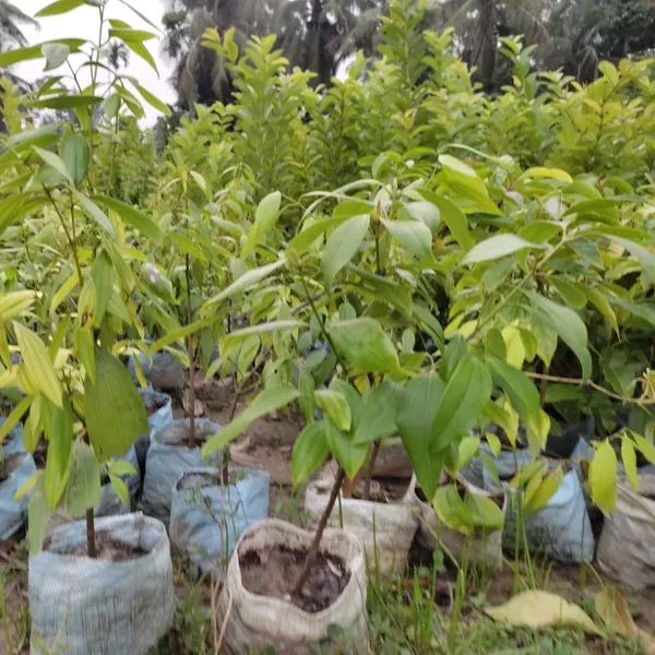 Bay_Leaf_Plant_For_Home_Garden