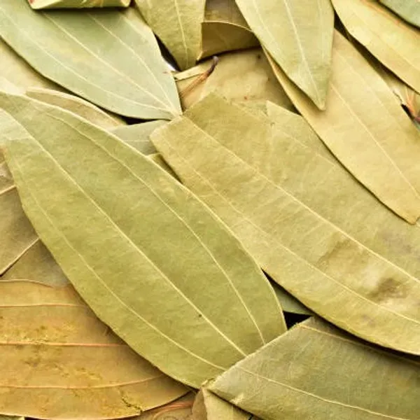 Bay_Leaf_Plant_For_Home_Garden