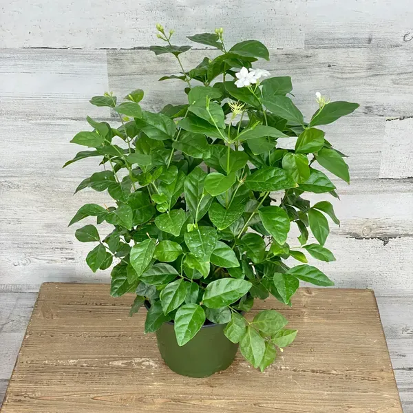 Indian_Jasmine_Flower_Plant_White