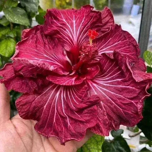 Australian_Variety_Grafted_Hibiscus_Flower_Plant