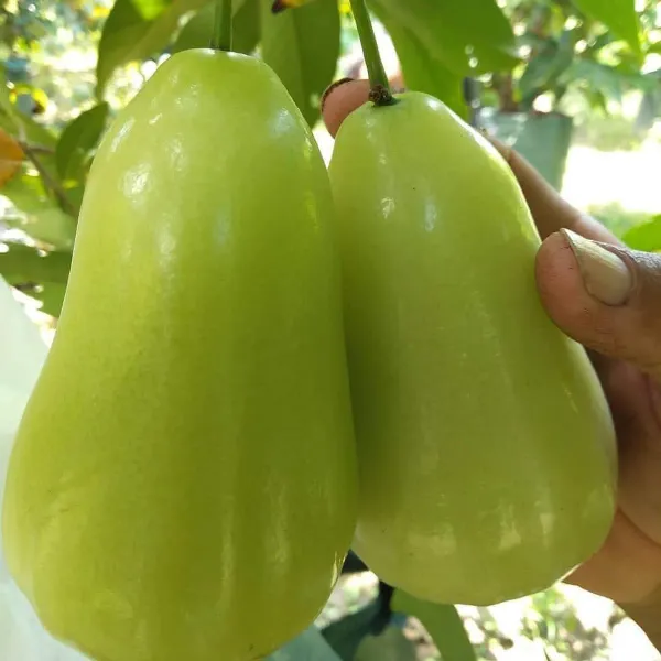 Thai_Variety_Green_Water_Apple_Fruit_Plant